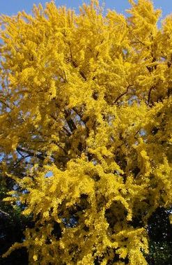 �剹���̋��